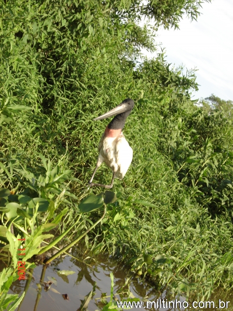 Foto - Lontra (23).jpg